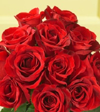 Best quality red roses